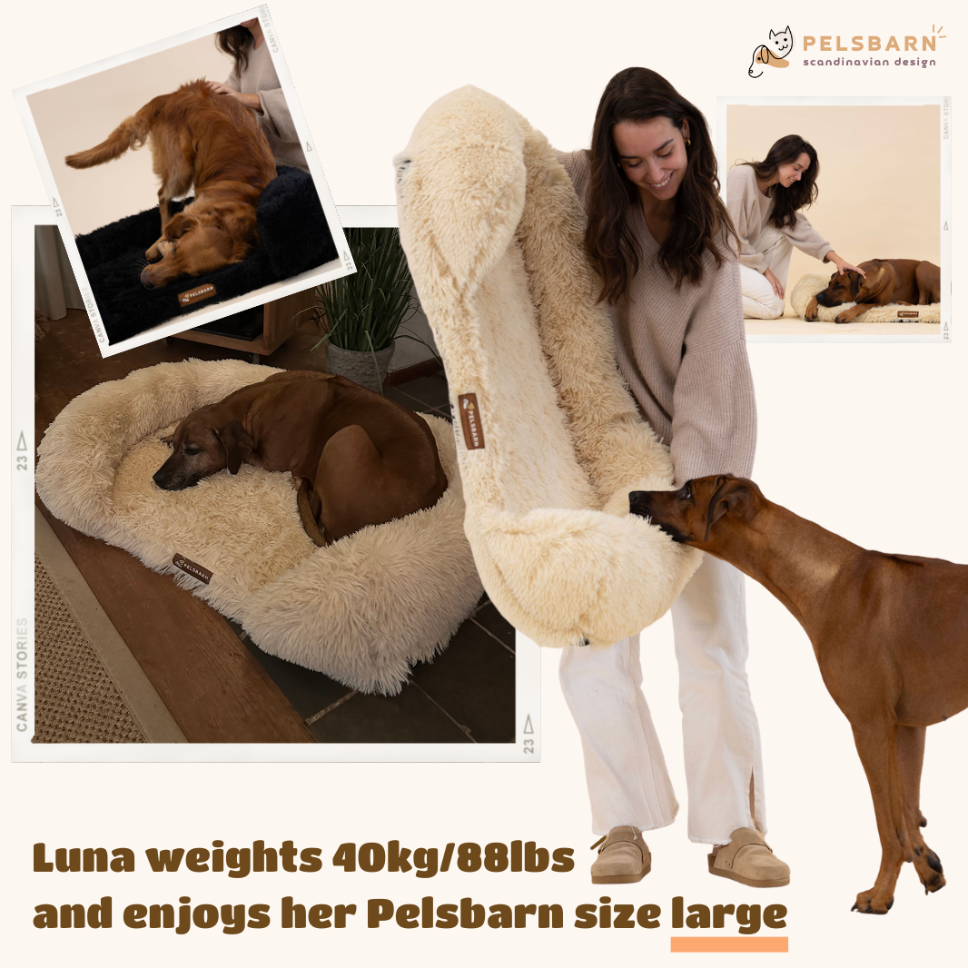 Orthopedic Calming Dog Bed