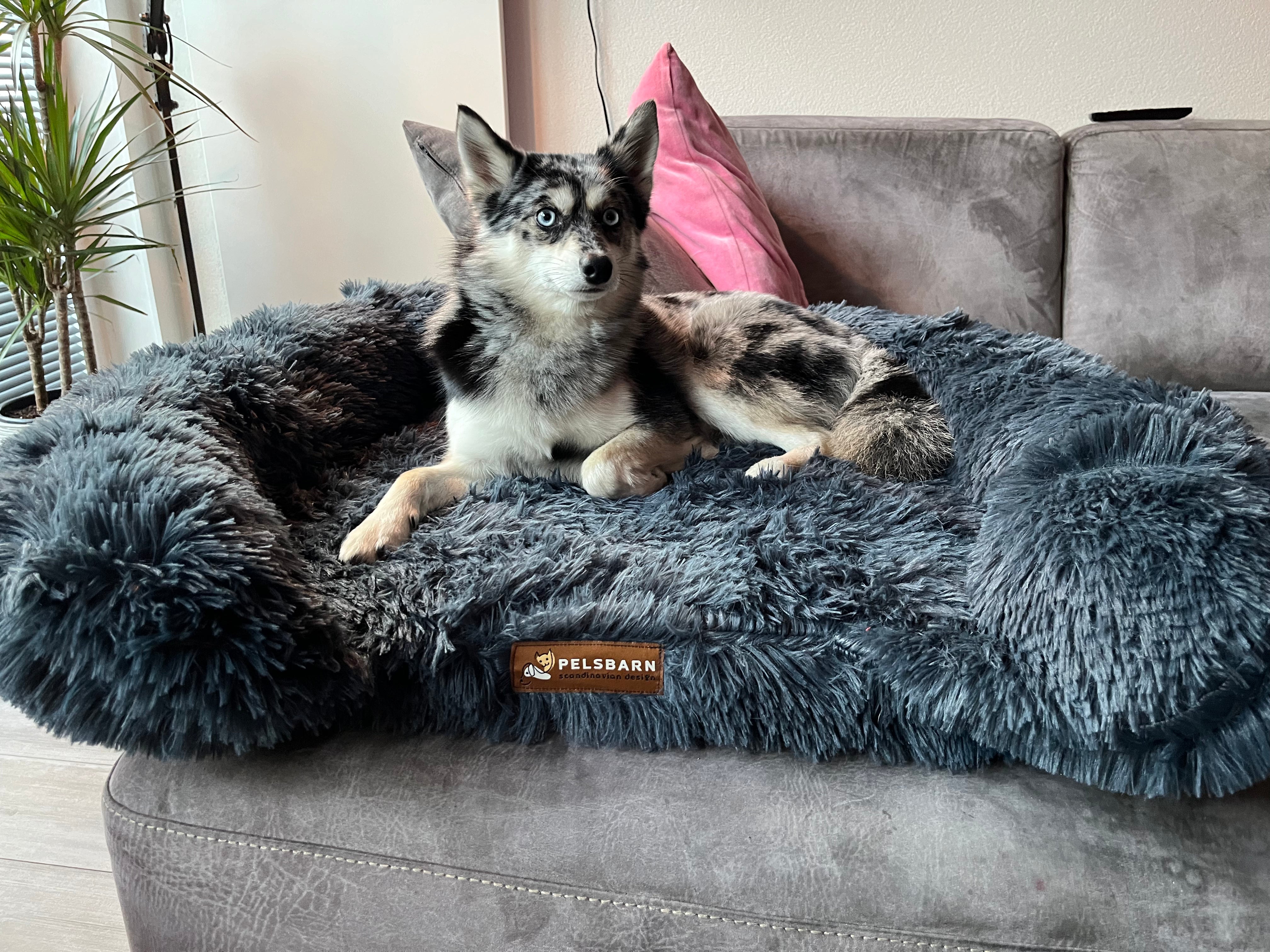 Orthopedic Calming Dog Bed